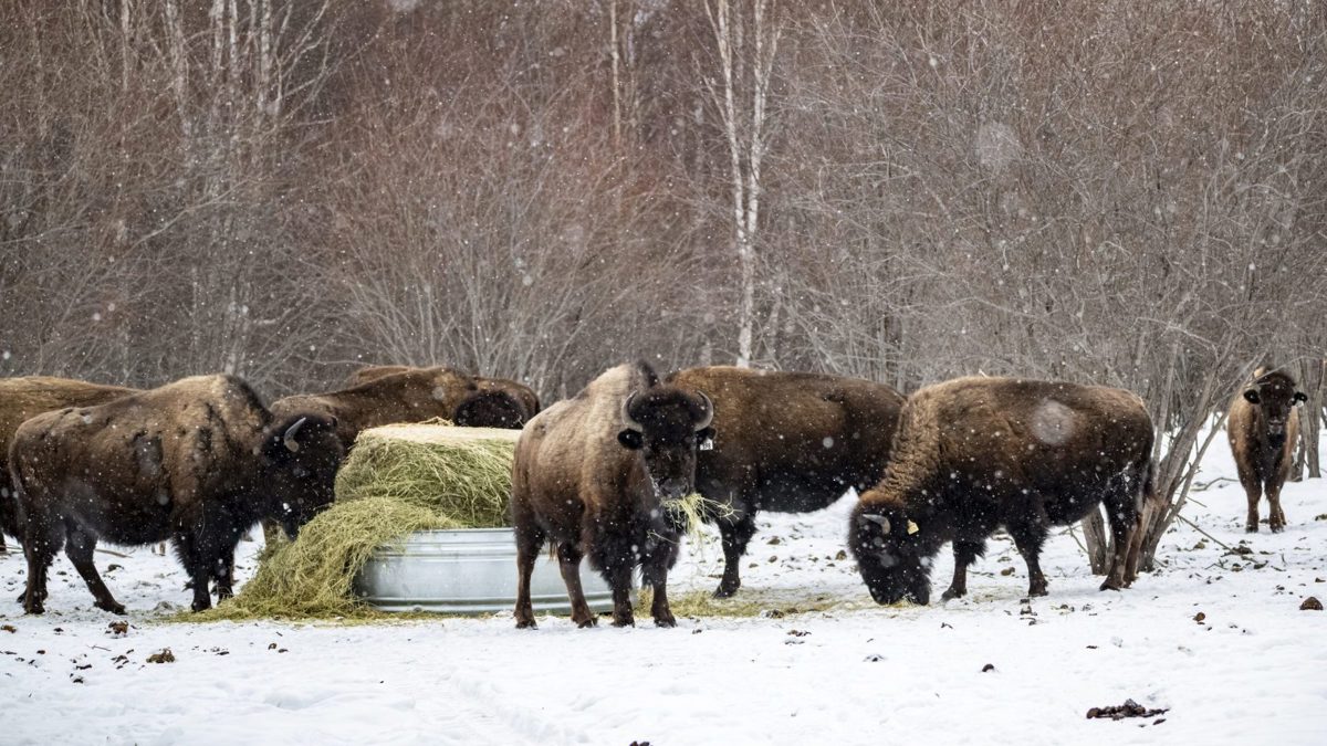 Bison-feeding-2-scaled-e1782144810402-1680x0-c-default.jpg