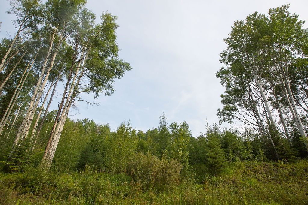 A Faster Forests site 15 years after construction in Alberta. Photograph supplied for Canadian Energy Centre