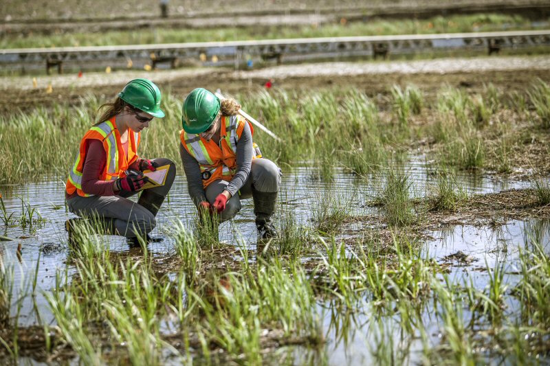 The Nikanotee fen is one of the first reclaimed fen wetland watersheds in the world. Photograph courtesy Suncor Energy