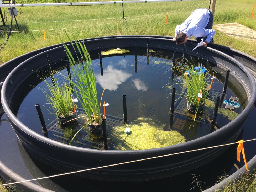 One of 30 mesocosm pools that mirror the functions of mining pit lakes at InnoTech Alberta's facility in Vegreville. Photograph courtesy InnoTech Alberta