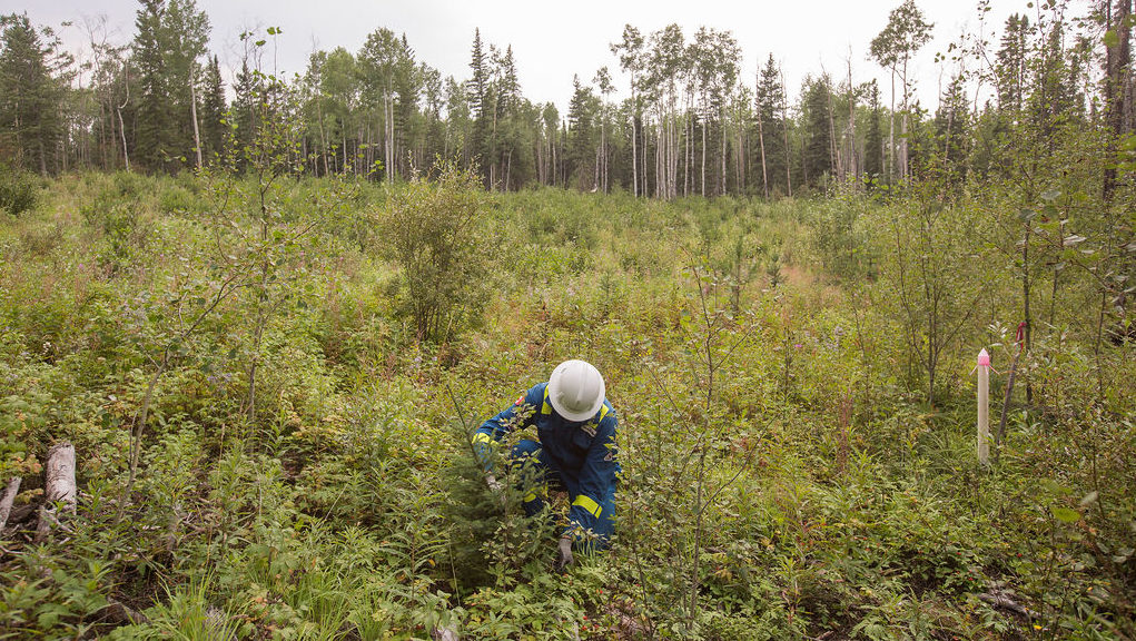A worker inspects an oil sands exploration site constructed and revegetated in 2013. Photograph supplied for Canadian Energy Centre