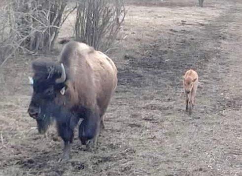 Bison-baby-491x0-c-default (1).jpg